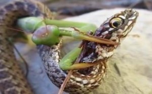 史上最奇葩的蛇！看小螳螂是如何捕到蛇的